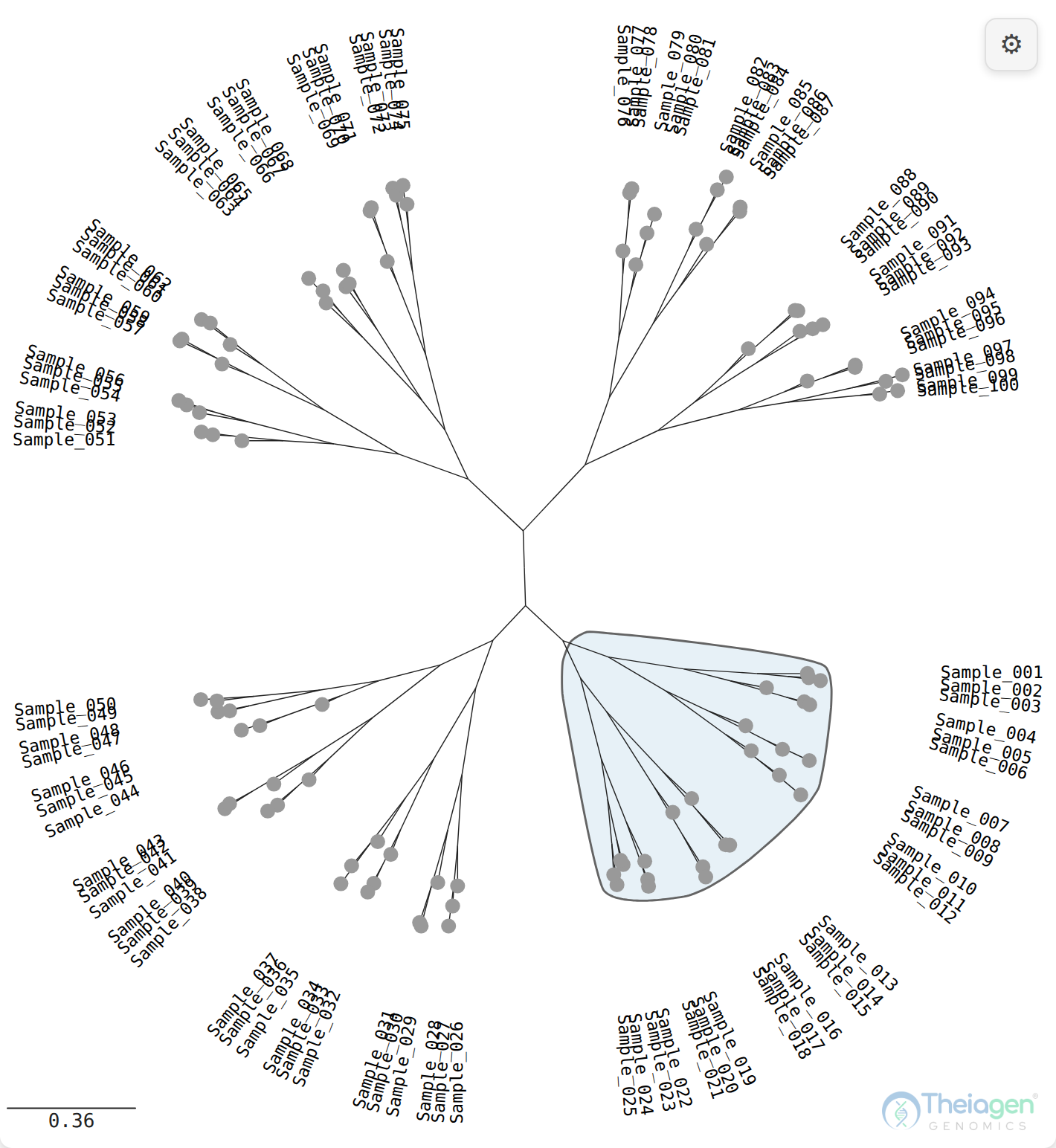 The same tree in radial unrooted layout, branches fanning out from the centre, the highlighted clade a fan-shaped region